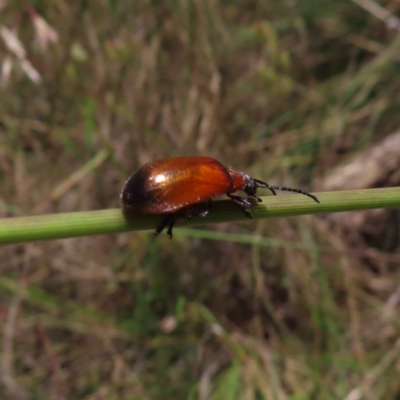 Ecnolagria grandis (Honeybrown beetle) at Hall, ACT - 28 Nov 2022 by MatthewFrawley