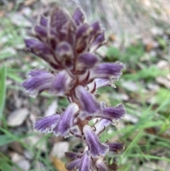 Orobanche minor (Broomrape) at Molonglo Valley, ACT - 28 Nov 2022 by Jenny54