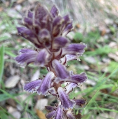 Orobanche minor (Broomrape) at National Arboretum Forests - 27 Nov 2022 by Jenny54