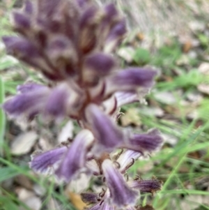 Orobanche minor at Molonglo Valley, ACT - 28 Nov 2022