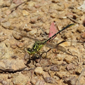 Austrogomphus guerini at Casey, ACT - 28 Nov 2022 01:22 PM