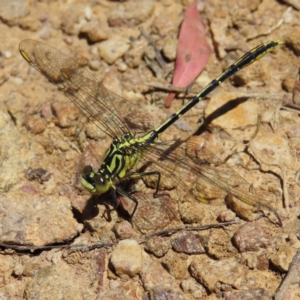 Austrogomphus guerini at Casey, ACT - 28 Nov 2022 01:22 PM