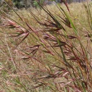 Themeda triandra at Hall, ACT - 28 Nov 2022