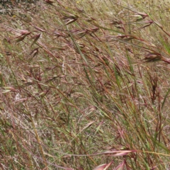 Themeda triandra at Hall, ACT - 28 Nov 2022