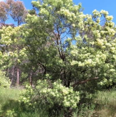 Acacia mearnsii (Black Wattle) at Hall, ACT - 28 Nov 2022 by MatthewFrawley