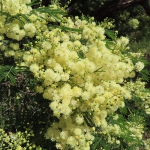 Acacia mearnsii at Hall, ACT - 28 Nov 2022 10:26 AM