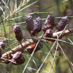 Allocasuarina littoralis (Black She-oak) at Hall, ACT - 28 Nov 2022 by MatthewFrawley