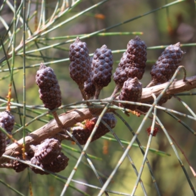 Allocasuarina littoralis (Black She-oak) at Hall, ACT - 27 Nov 2022 by MatthewFrawley