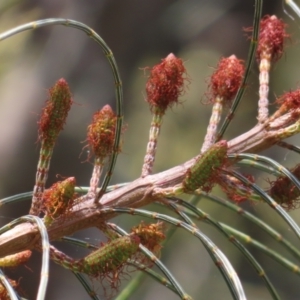 Allocasuarina littoralis at Hall, ACT - 28 Nov 2022 10:28 AM