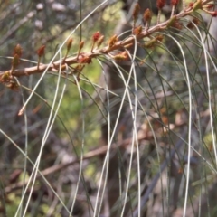 Allocasuarina littoralis at Hall, ACT - 28 Nov 2022 10:28 AM