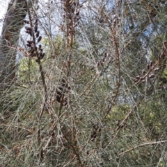 Allocasuarina littoralis at Hall, ACT - 28 Nov 2022 10:28 AM