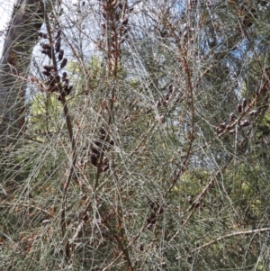 Allocasuarina littoralis at Hall, ACT - 28 Nov 2022 10:28 AM