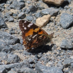 Vanessa kershawi (Australian Painted Lady) at Hall, ACT - 28 Nov 2022 by MatthewFrawley