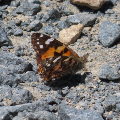 Vanessa kershawi (Australian Painted Lady) at Hall, ACT - 28 Nov 2022 by MatthewFrawley