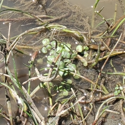 Nasturtium officinale at Coree, ACT - 24 Nov 2022 by Eland