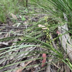 Lomandra filiformis subsp. filiformis (Wattle Matrush) at The Pinnacle - 27 Nov 2022 by sangio7