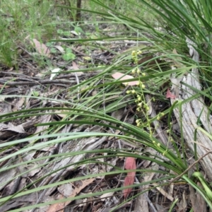 Lomandra filiformis subsp. filiformis at Hawker, ACT - 27 Nov 2022