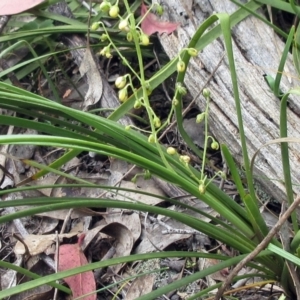 Lomandra filiformis subsp. filiformis at Hawker, ACT - 27 Nov 2022