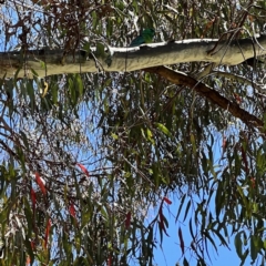 Psephotus haematonotus (Red-rumped Parrot) at Holt, ACT - 28 Nov 2022 by JimL