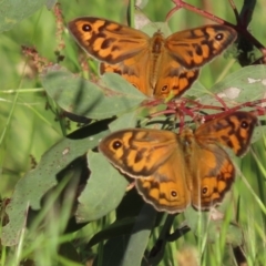 Heteronympha merope (Common Brown Butterfly) at Callum Brae - 28 Nov 2022 by SandraH