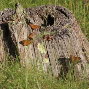 Heteronympha merope at Jerrabomberra, ACT - 29 Nov 2022 05:14 AM