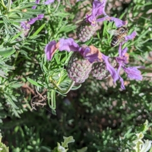 Apis mellifera at Pearce, ACT - 29 Nov 2022