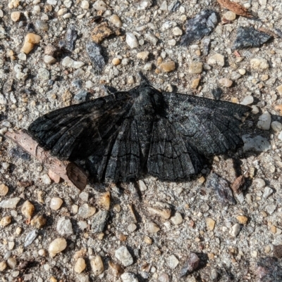 Melanodes anthracitaria (Black Geometrid) at Pearce, ACT - 29 Nov 2022 by stofbrew