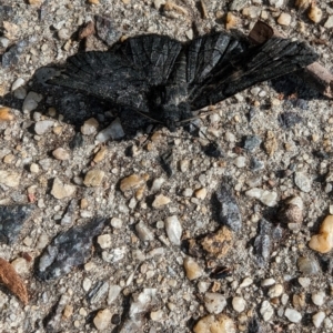 Melanodes anthracitaria at Pearce, ACT - 29 Nov 2022 08:02 AM