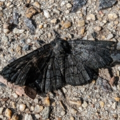 Melanodes anthracitaria at Pearce, ACT - 29 Nov 2022 08:02 AM