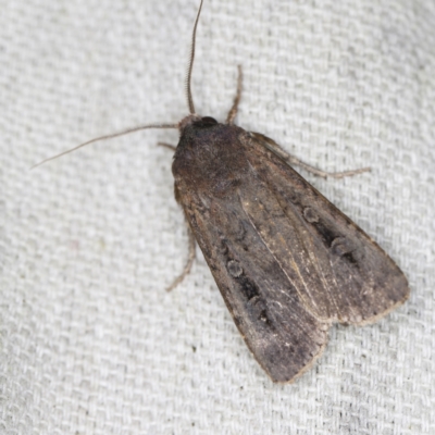 Agrotis infusa (Bogong Moth, Common Cutworm) at O'Connor, ACT - 28 Nov 2022 by ibaird