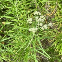 Cassinia longifolia (Shiny Cassinia, Cauliflower Bush) at Stromlo, ACT - 27 Nov 2022 by JimL