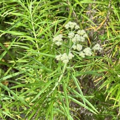 Cassinia longifolia (Shiny Cassinia, Cauliflower Bush) at Stromlo, ACT - 26 Nov 2022 by JimL