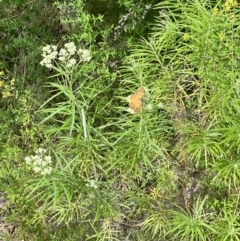 Cassinia longifolia at Stromlo, ACT - 27 Nov 2022 08:38 AM