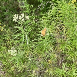 Cassinia longifolia at Stromlo, ACT - 27 Nov 2022