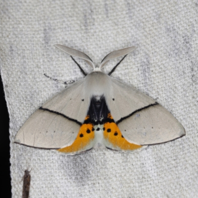 Gastrophora henricaria (Fallen-bark Looper, Beautiful Leaf Moth) at O'Connor, ACT - 28 Nov 2022 by ibaird