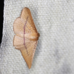 Aglaopus pyrrhata (Leaf Moth) at O'Connor, ACT - 28 Nov 2022 by ibaird