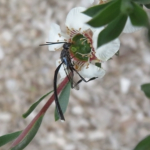 Gasteruption sp. (genus) at Flynn, ACT - 27 Nov 2022 02:23 PM