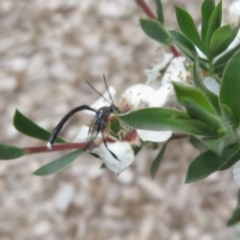 Gasteruption sp. (genus) at Flynn, ACT - 27 Nov 2022 02:23 PM