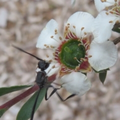 Gasteruption sp. (genus) at Flynn, ACT - 27 Nov 2022 02:23 PM