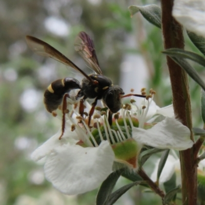 Lasioglossum (Australictus) peraustrale (Halictid bee) at Flynn, ACT - 27 Nov 2022 by Christine