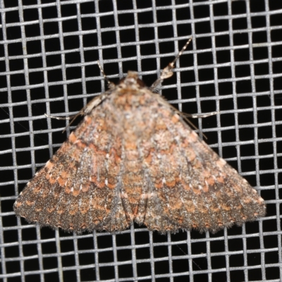 Praxis marmarinopa (owlet moth) at O'Connor, ACT - 28 Nov 2022 by ibaird
