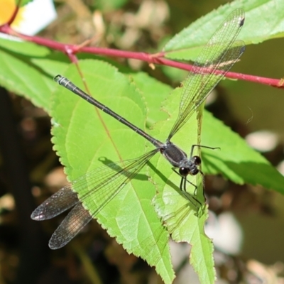 Austroargiolestes icteromelas (Common Flatwing) at Wodonga, VIC - 29 Nov 2022 by KylieWaldon