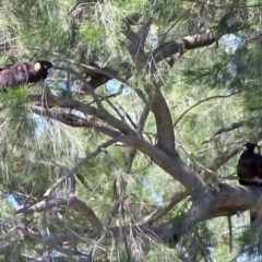 Zanda funerea (Yellow-tailed Black-Cockatoo) at Flynn, ACT - 29 Nov 2022 by dhkmapr