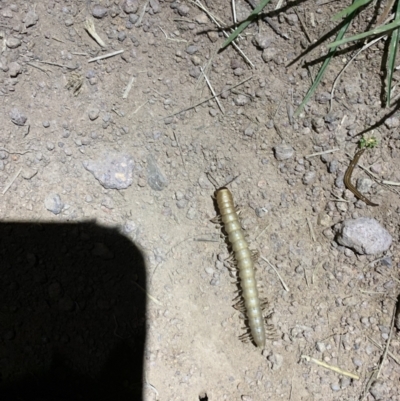 Paradoxosomatidae sp. (family) (Millipede) at Ginninderry Conservation Corridor - 19 Oct 2022 by Eland