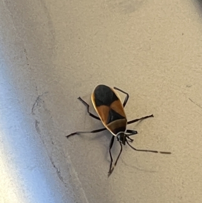 Dindymus versicolor (Harlequin Bug) at Holt, ACT - 29 Nov 2022 by JimL