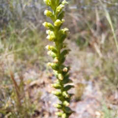 Microtis sp. (Onion Orchid) at The Fair, Watson - 28 Nov 2022 by abread111