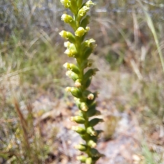 Microtis sp. (Onion Orchid) at Mount Majura - 28 Nov 2022 by abread111