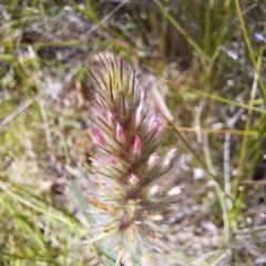 Trifolium angustifolium (Narrowleaf Clover) at Mount Majura - 28 Nov 2022 by abread111