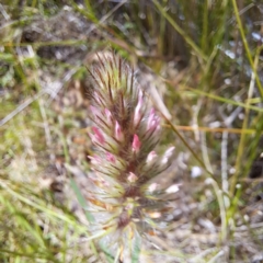 Trifolium angustifolium (Narrowleaf Clover) at Watson, ACT - 28 Nov 2022 by abread111