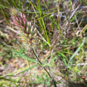 Trifolium angustifolium at Watson, ACT - 28 Nov 2022